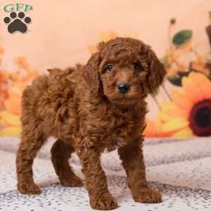 Conner, Miniature Poodle Puppy
